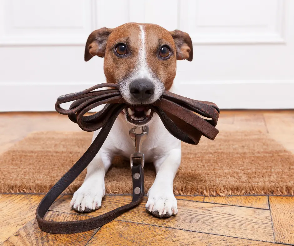 Cani a spasso - ciclo di incontri sulla gestione del cane in passeggiata